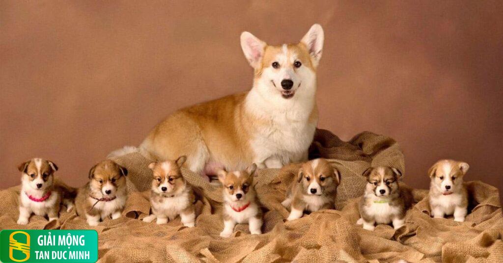 Điềm báo từ số lượng đàn chó