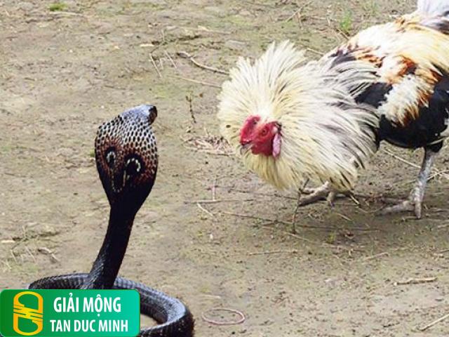 Giải mã giấc mơ rắn cắn gà nhưng không chết