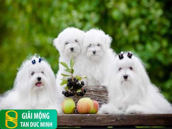 Mơ ra đường gặp chó trắng