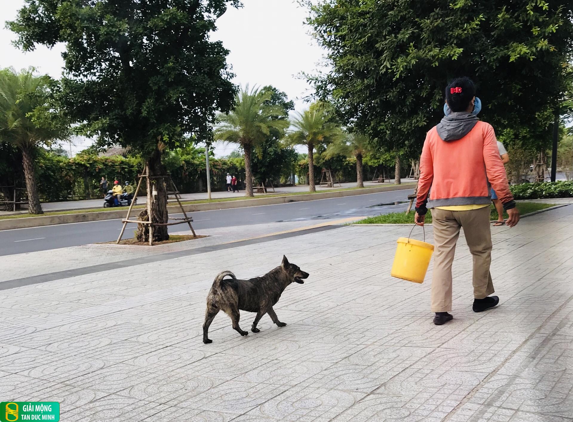 Mơ thấy bị chó đen đuổi theo