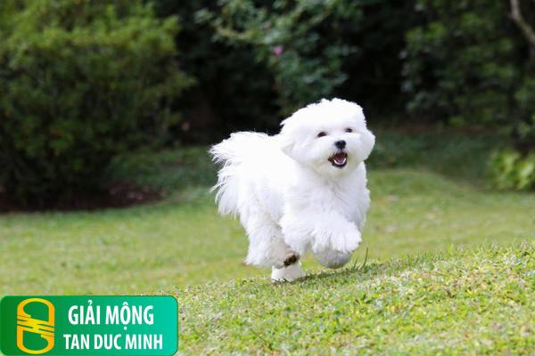 Mơ thấy chó trắng đi lạc