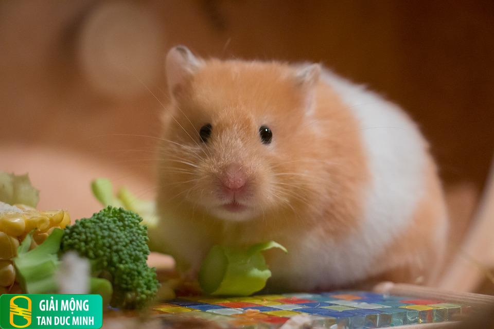 Mơ thấy đàn chuột con và ý nghĩa