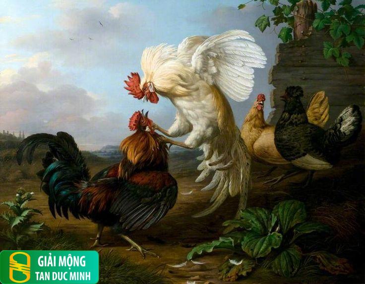 Mơ thấy đàn gà chọi