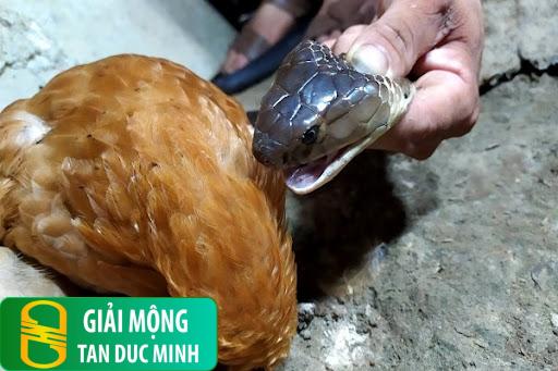 Mơ thấy đàn gà con bị rắn cắn