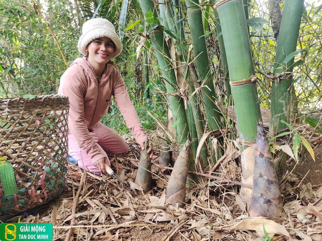 Mơ thấy hái măng non