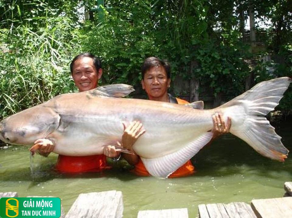 Mơ thấy người khác bắt cá và con số liên quan