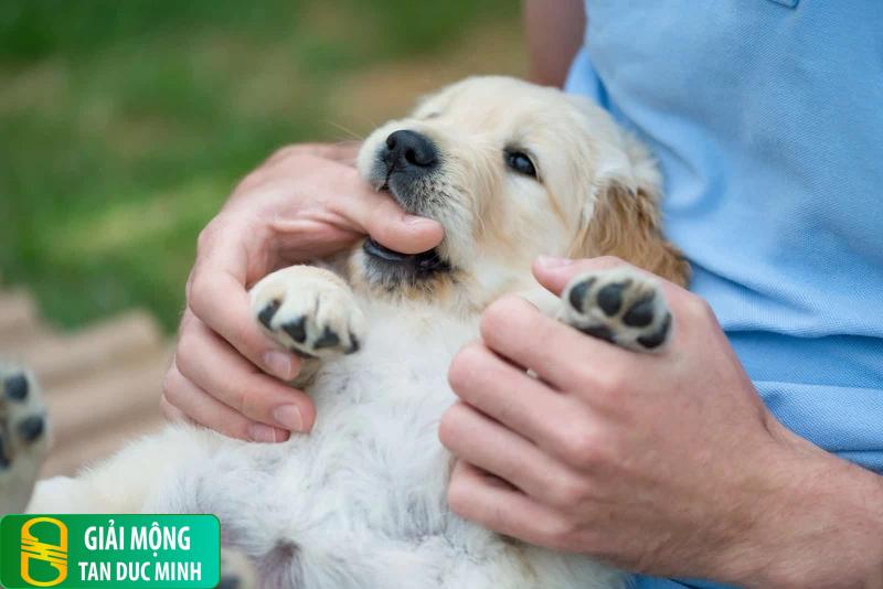 Mối liên hệ giữa chó cắn vào tay và sự mất kiểm soát