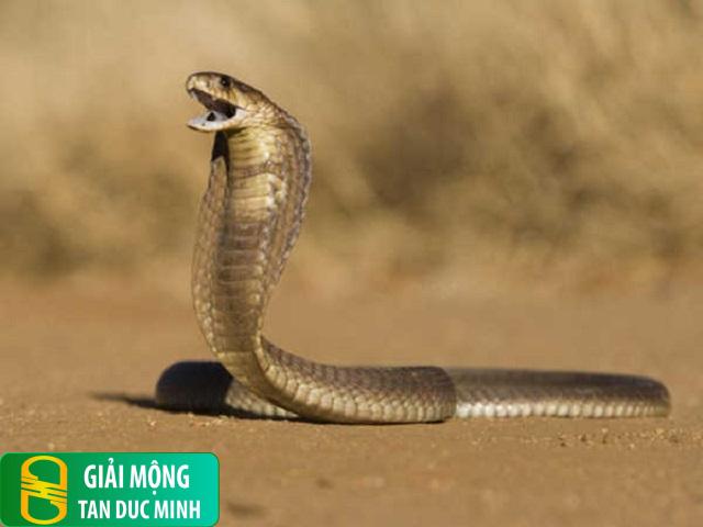 Nằm mơ thấy bắt được rắn: giải mã ý nghĩa và điềm báo