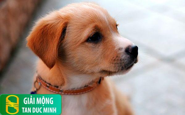 Nằm mơ thấy chó chạy vào nhà: điềm báo và ý nghĩa tâm linh