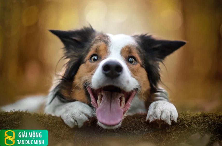 Nằm mơ thấy chó nhảy vào người: ý nghĩa và những con số may mắn