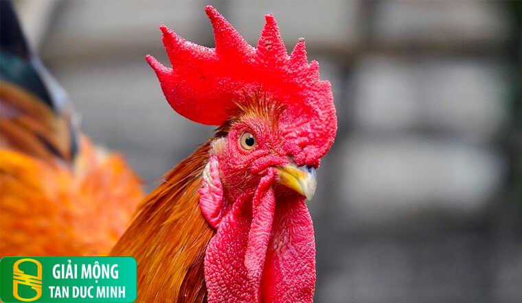 Nằm mơ thấy con gà trống: khám phá điềm báo và những con số bí ẩn