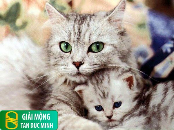 Khi mơ thấy mèo là báo hiệu điềm gì?