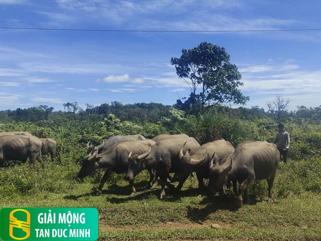 Nằm mơ thấy đàn trâu: khám phá ý nghĩa sâu sắc trong văn hóa dân gian