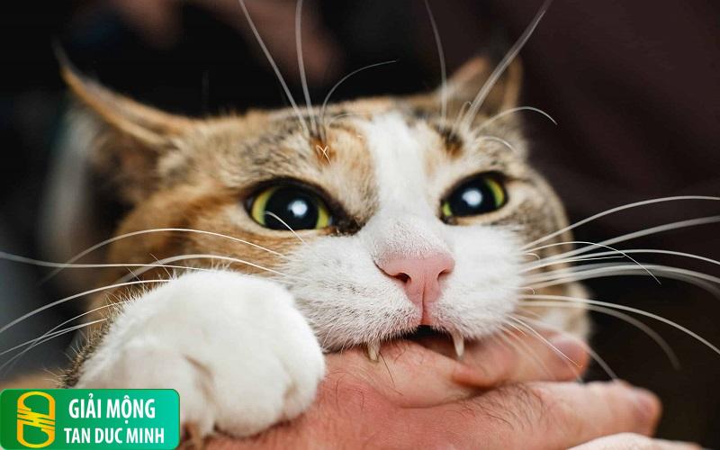 Nằm mơ thấy mèo cắn vào chân: giải mã ý nghĩa tâm linh