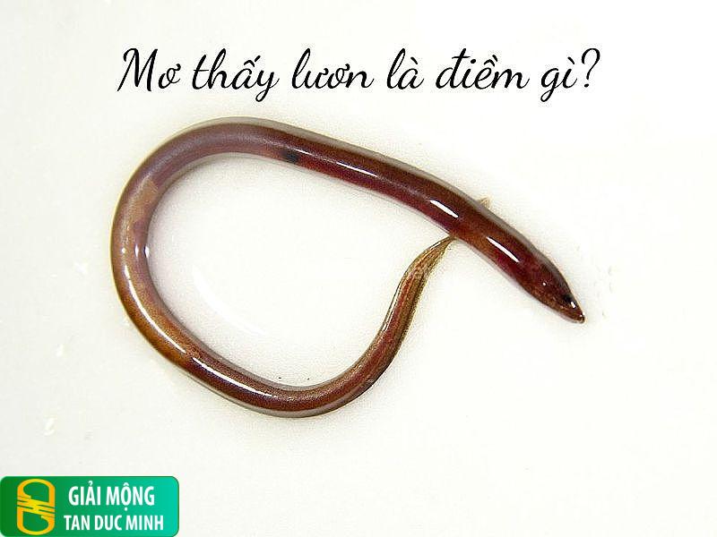 Nằm mơ thấy người khác bắt lươn: điềm báo gì và con số may mắn