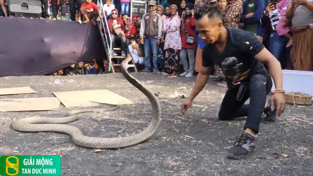 Nằm mơ thấy người khác bắt rắn hổ mang