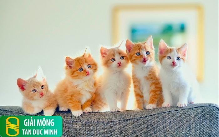 Nằm mơ thấy nhiều mèo và ý nghĩa