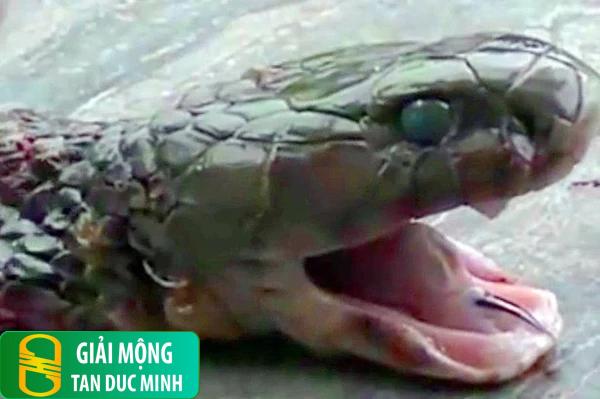 Nằm mơ thấy rắn đứt đầu: điềm báo và con số may mắn