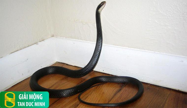 Nằm mơ thấy rắn ở trong nhà: giải mã điềm báo và ý nghĩa