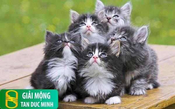 Nằm mơ thấy rất nhiều mèo con 