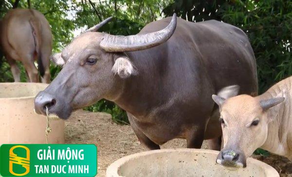 Nằm mơ thấy trâu đẻ: giải mã ý nghĩa và con số may mắn