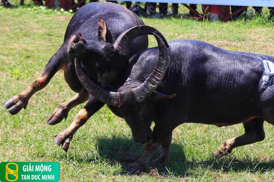 Nằm mơ thấy trâu húc nhau